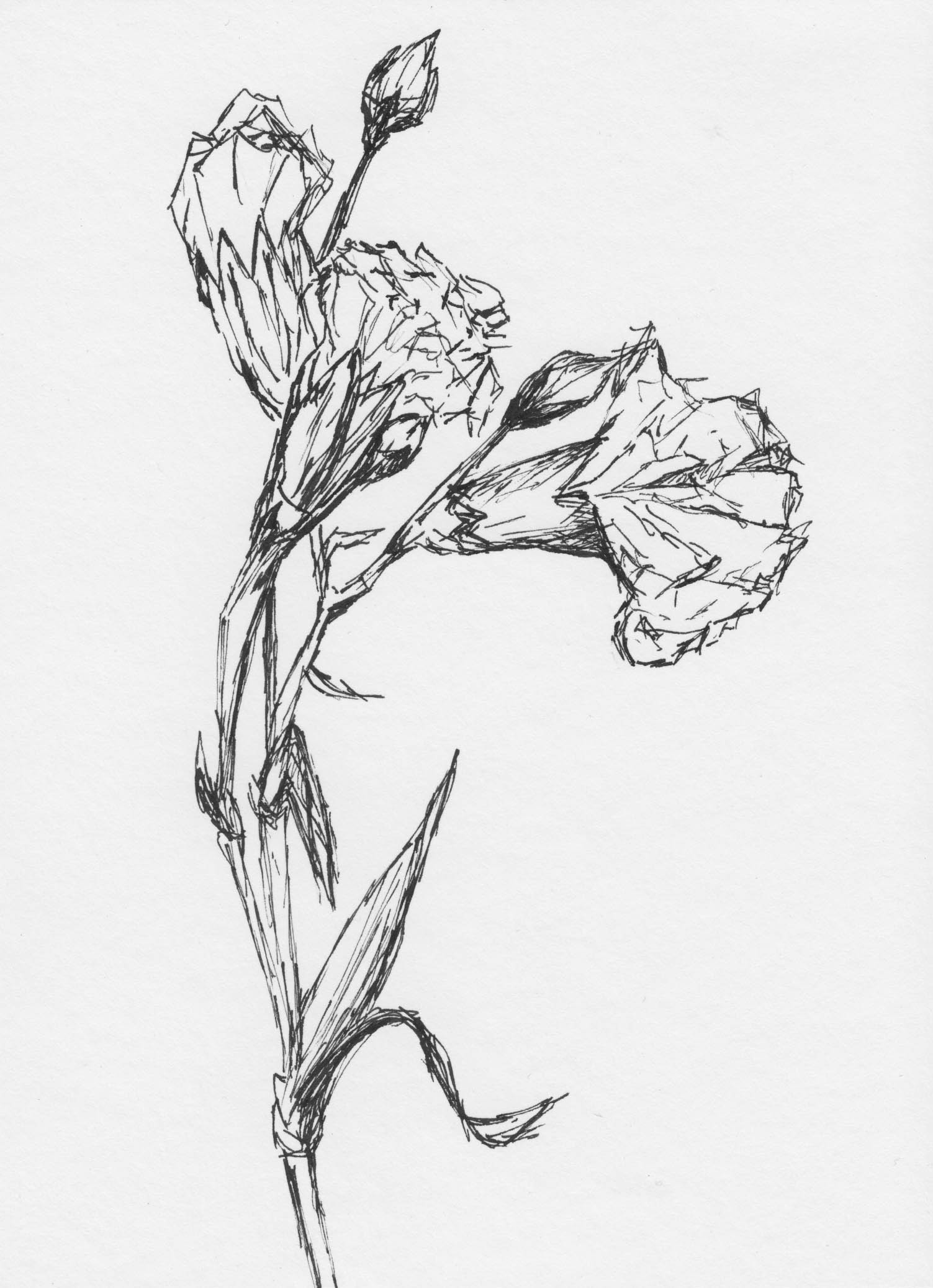 Drawings and photos